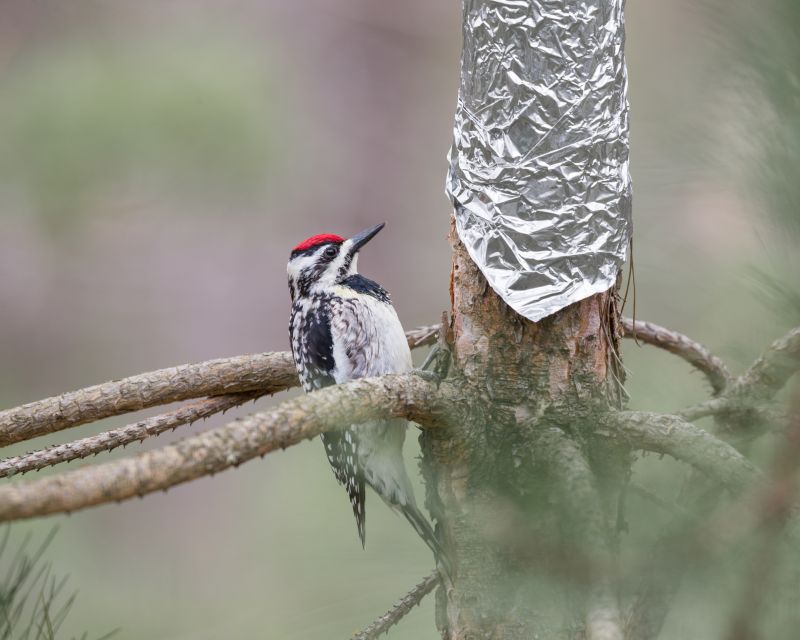 Woodpecker Hole Filling