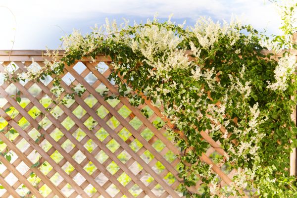 Cost of Lattice Repair in Ashburn