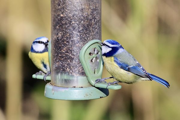 Bird Feeder Mounting Service in Ashburn
